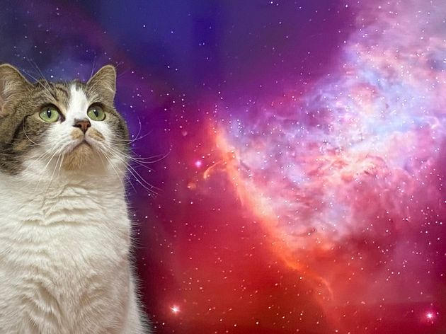 銀河を背景に空を見つめる猫