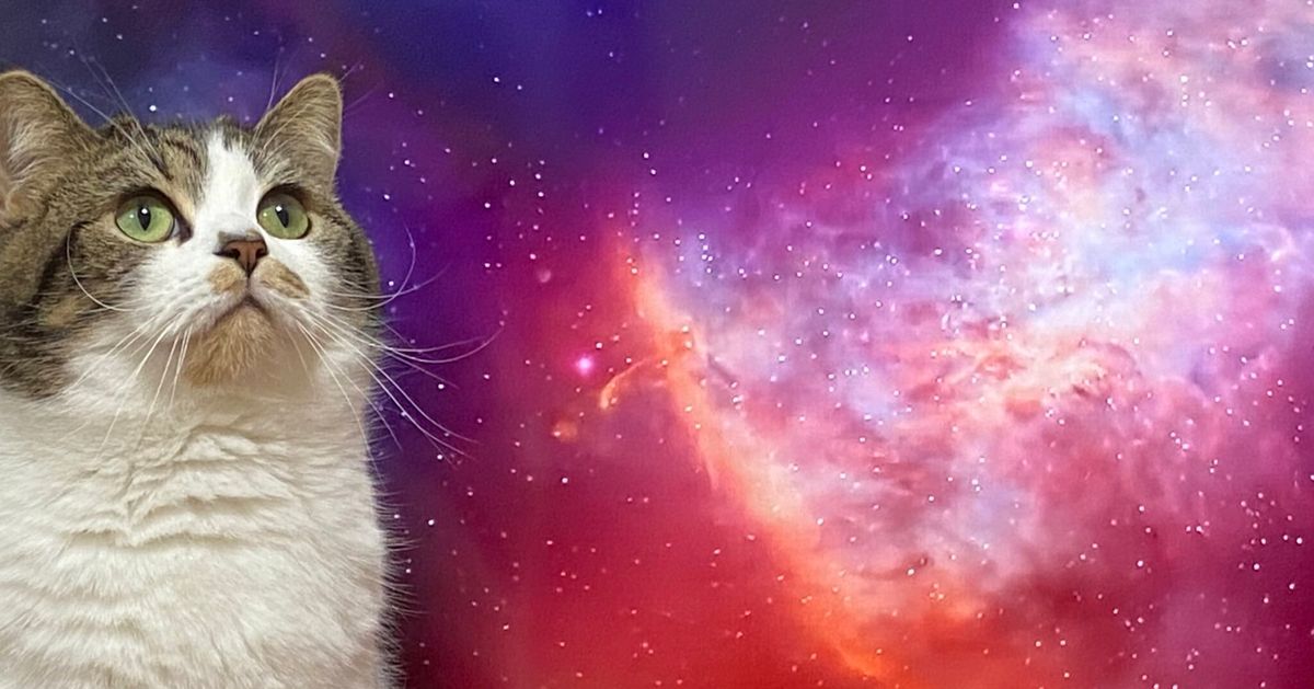 宇宙猫 を大量生産の謎 飼い主の 抵抗の証 だった ハフポスト News