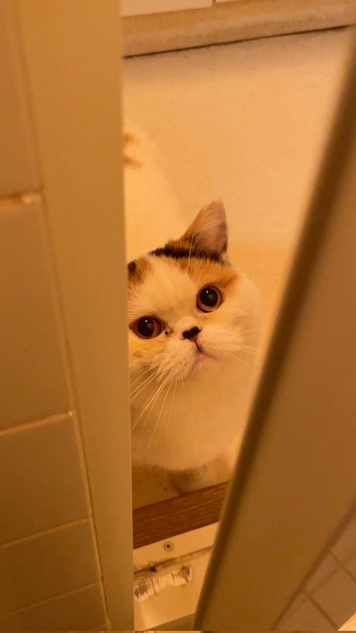 ボウルにバケツ なんでもすみかにしちゃう猫が可愛いから見て 動画集 ハフポスト News ボウルにバケツ なんでもすみかにしちゃう猫が可愛いから見て 動画集 ハフポスト News