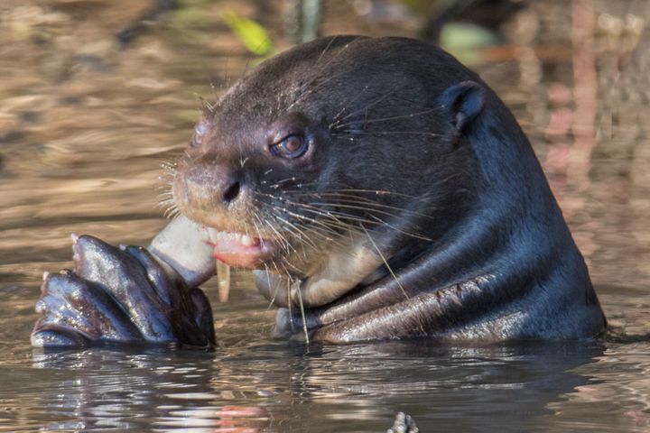 A giant otter snacking on fish in Brazil.