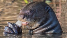 Aquarium Sued After Giant Otter Allegedly Attacks A Child — Again!
