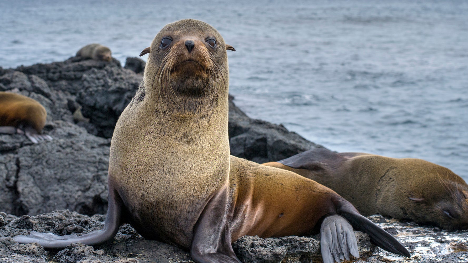 海から離れた高速道路に アシカが迷い込む リハビリを受けて無事に海へ 動画 ハフポスト World