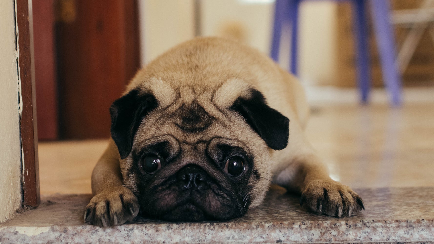 パグやブルドッグ お祝いのカードに使わないで 獣医たちが求めた理由は ハフポスト World パグやブルドッグ お祝いのカードに使わないで 獣医たちが求めた理由は ハフポスト World