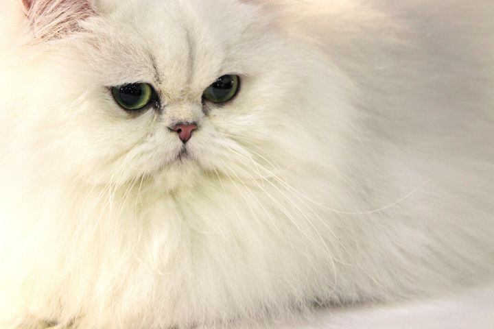 短頭種の猫として知られるペルシャのイメージ画像