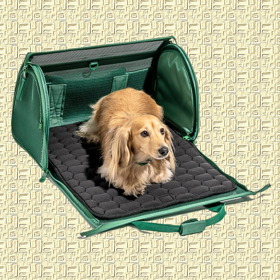 Pet Carriers For Traveling With Dogs And Cats