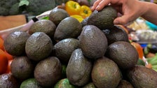 Mexican Avocados’ Ties To Cartels And Deforestation Are An Open Secret
