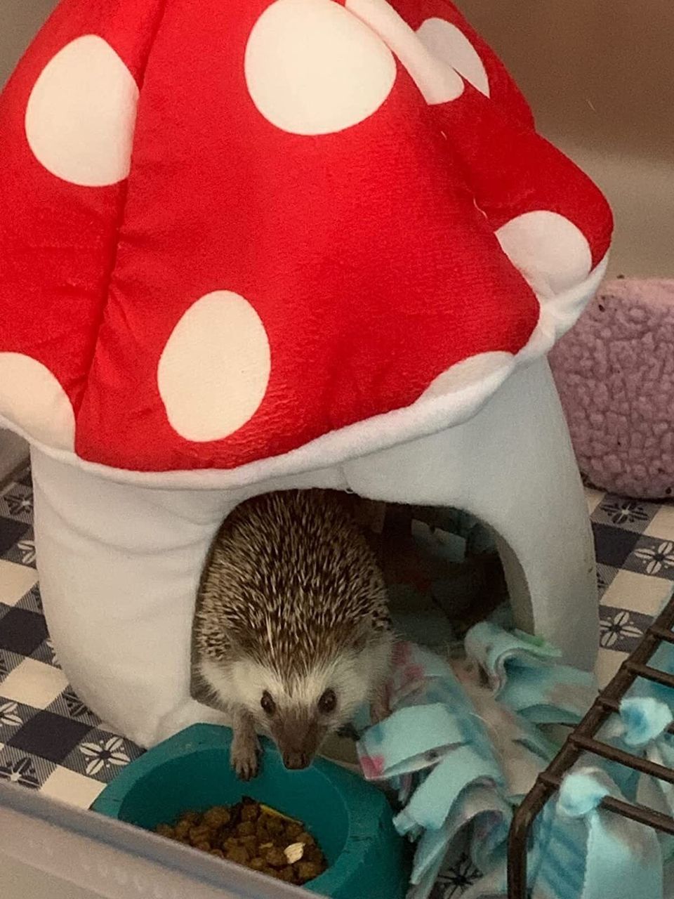 And an equally cozy-looking home for your rodent shaped like a mushroom or peach so you can both feel like you're living in a fairytale storybook.