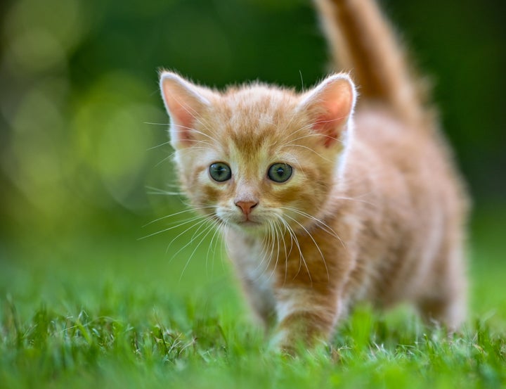 22年2月22日は スーパー猫の日 芸能人の可愛すぎるネコたちを一挙紹介 画像 動画集 ハフポスト News 22年2月22日は スーパー猫の日 芸能人の可愛すぎるネコたちを一挙紹介 画像 動画集 ハフポスト News