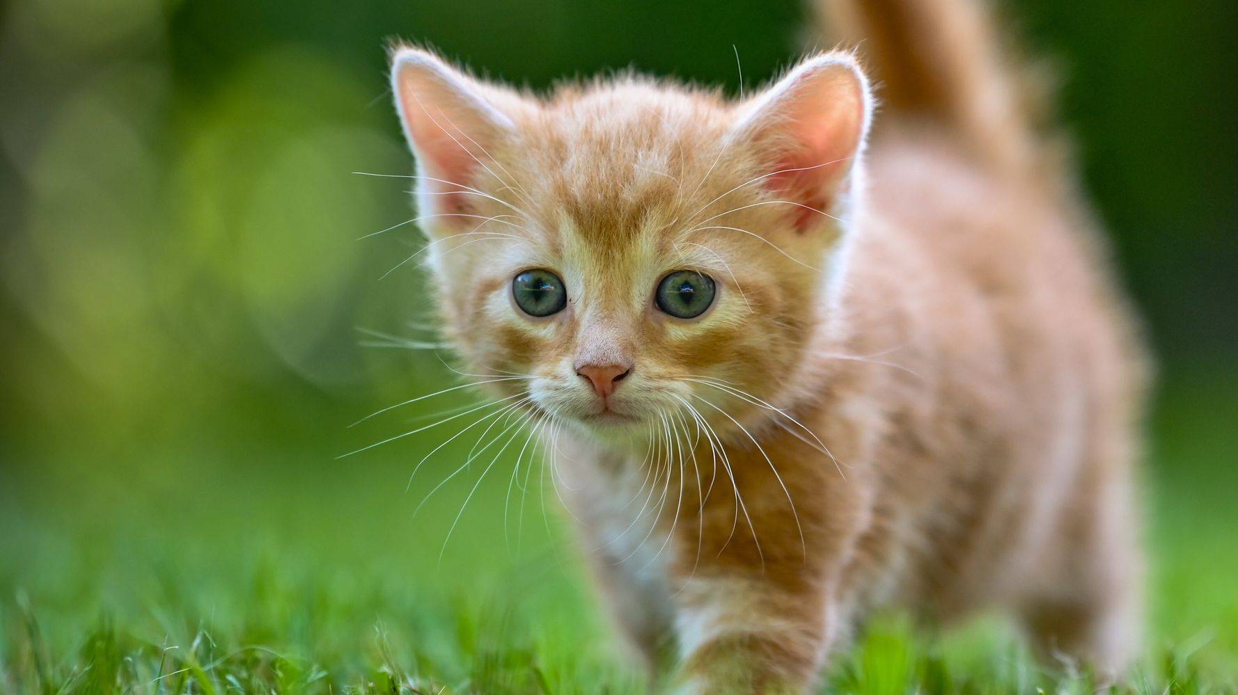 22年2月22日は スーパー猫の日 芸能人の可愛すぎるネコたちを一挙紹介 画像 動画集 ハフポスト News