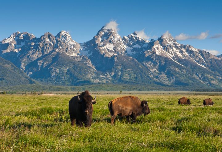 You can see American Bison at the Grand Teton National Park.