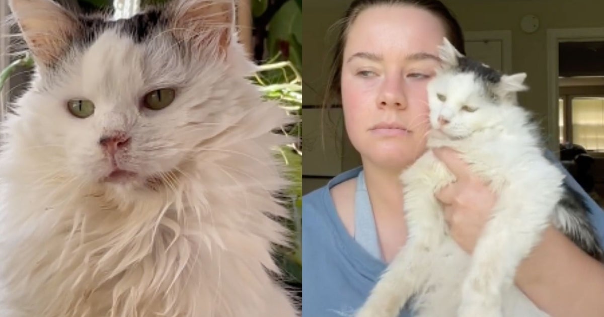 Pot Roast, Cat Beloved On TikTok For Her ‘Taxidermy’ Energy, Has Died