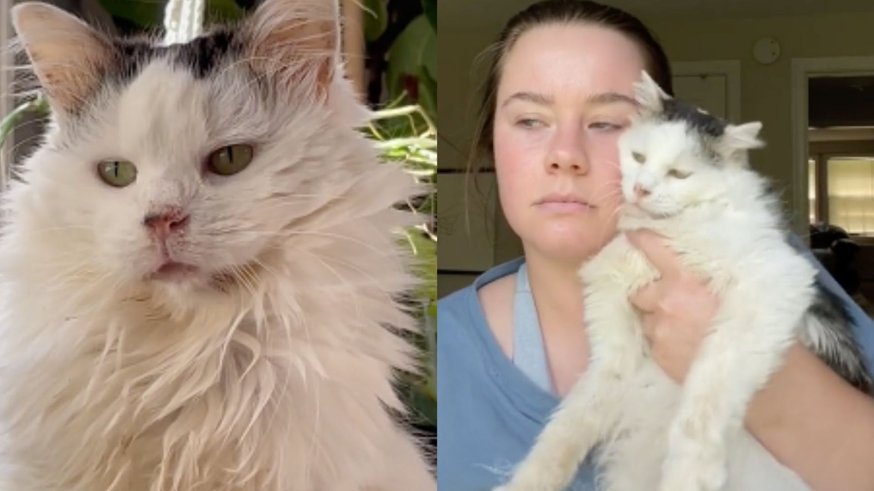 Pot Roast, Cat Beloved On TikTok For Her 'Taxidermy' Energy, Has Died - Vimarsana News
