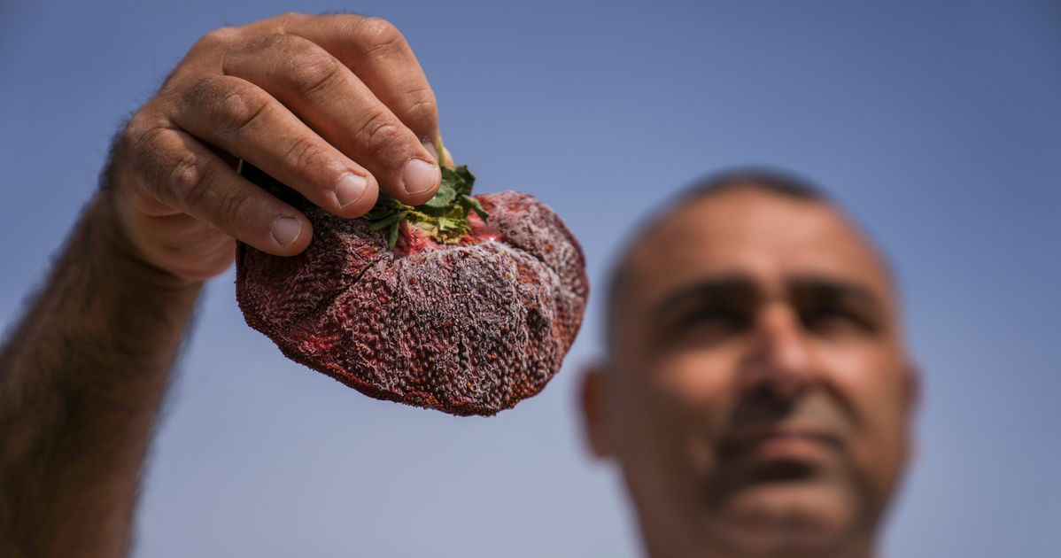 Guinness Declares Massive Israeli Strawberry As World’s Heaviest