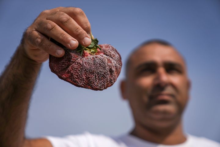 Israeli farmer Chahi Ariel holds a strawberry weighing a whopping 10.19 ounces in Kadima-Zoran, Israel. (AP Photo/Ariel Schalit)