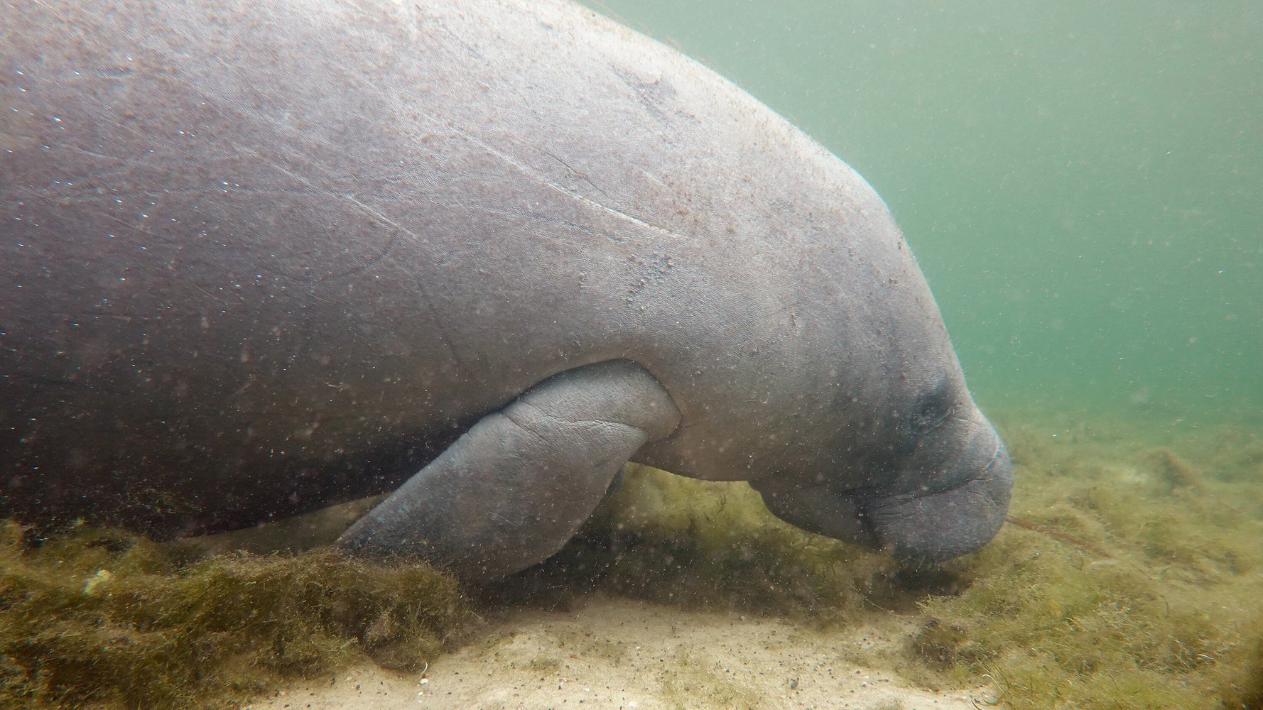 飢えたマナティを助けるため 大量のレタスを与える対策進む アメリカ 動画 ハフポスト World 飢えたマナティを助けるため 大量のレタスを与える対策進む アメリカ 動画 ハフポスト World