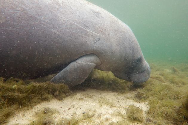 フロリダに生息するマナティ（2021年5月）