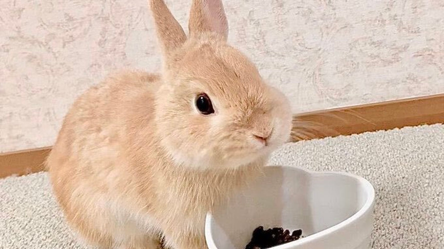 ふわっふわ 3羽であたため合う うさぎの姿が眼福すぎる 画像集 ハフポスト News ふわっふわ 3羽であたため合う うさぎの姿が眼福すぎる 画像集 ハフポスト News