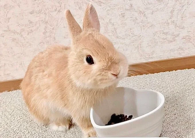 ふわっふわ 3羽であたため合う うさぎの姿が眼福すぎる 画像集 ハフポスト News ふわっふわ 3羽であたため合う うさぎの姿が眼福すぎる 画像集 ハフポスト News