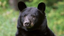 A Hungry 500-Pound Bear Has Broken Into Nearly 30 Homes In California