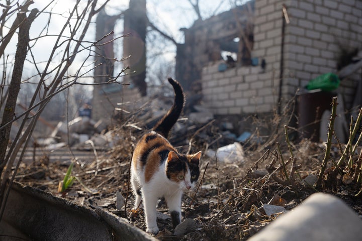 A cat walks by a house damaged in a shelling by Ukrainian troops near the village of Pionerskoye. Five houses were damaged and two civilians died.