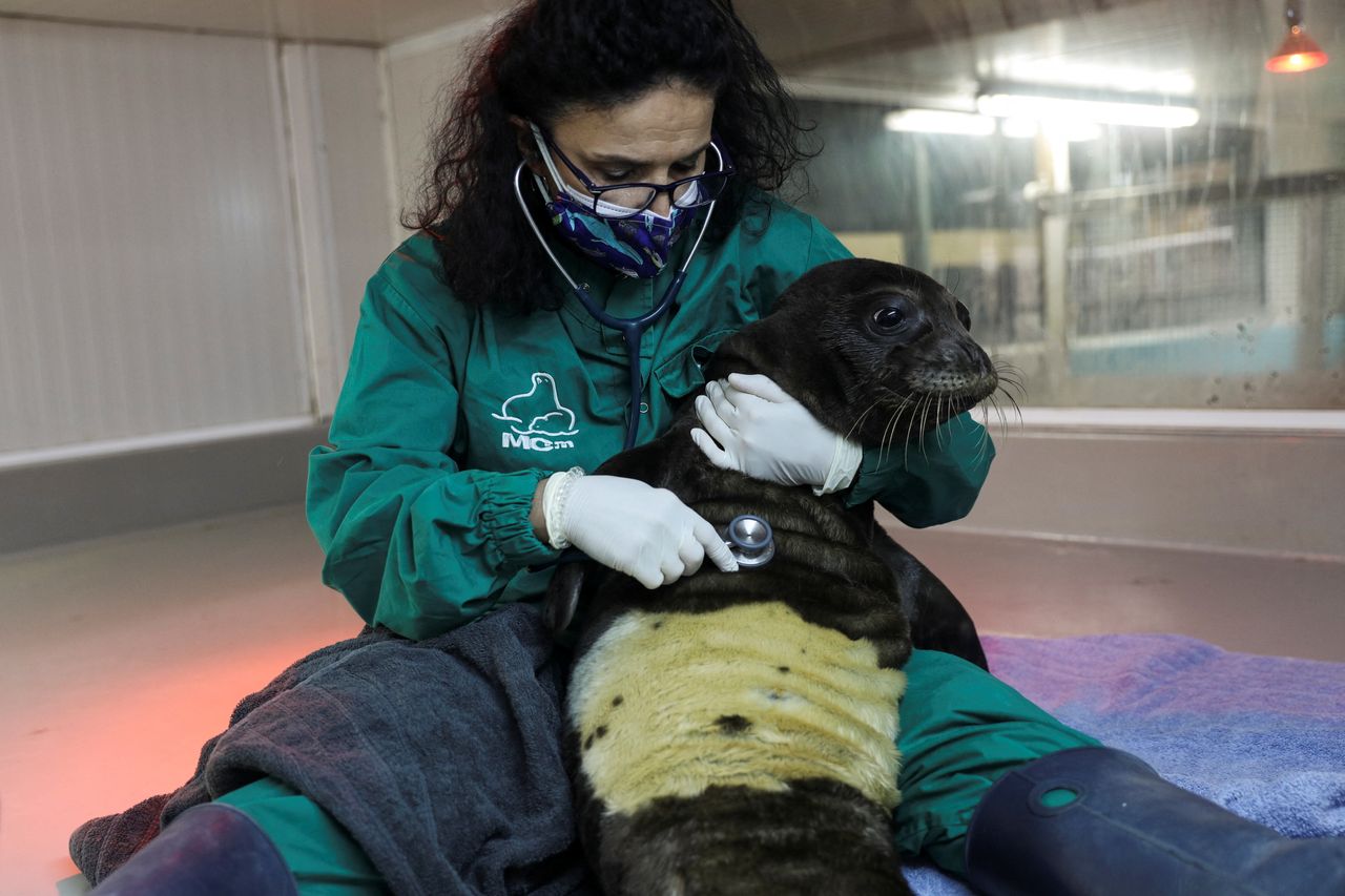Η Αναστασία Κομνηνού, καθηγήτρια κτηνιατρικής και επικεφαλής του κέντρου περίθαλψης ζώων MOm, εξετάζει μία φώκια στο Αττικό Πάρκο, κοντά στην Αθήνα, στις 30 Νοεμβρίου 2021. REUTERS/Stelios Misinas