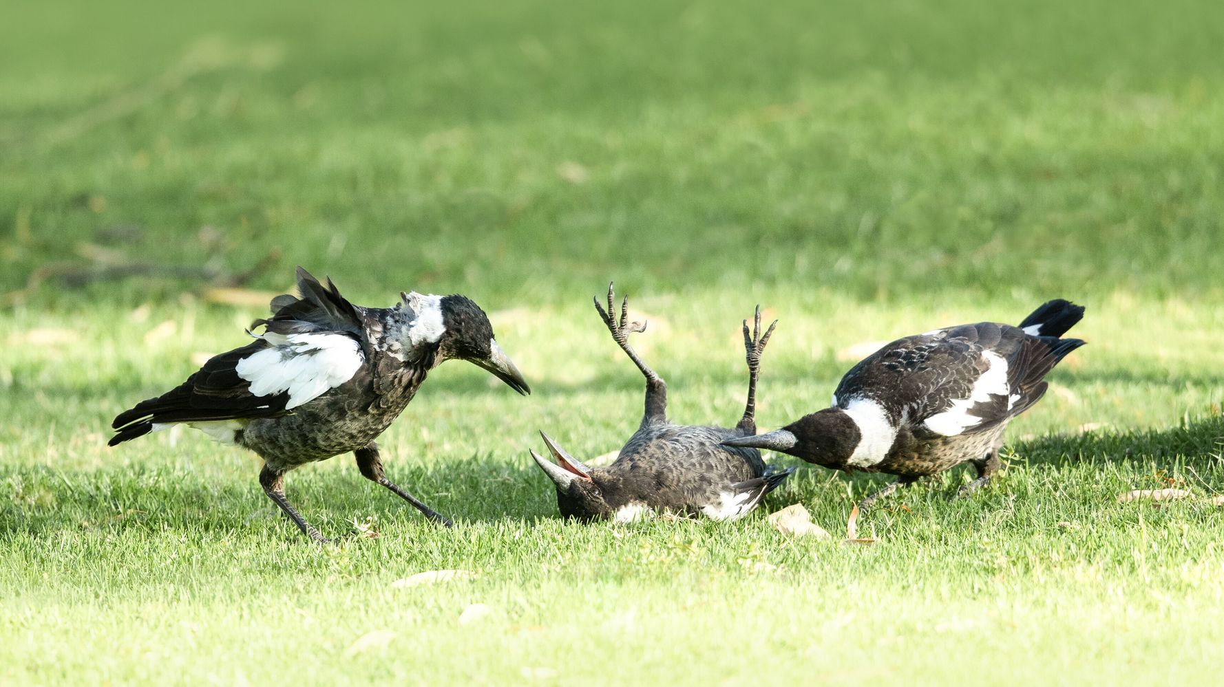 « Les oiseaux nous battent »: les pies travaillent ensemble pour donner aux scientifiques le plan