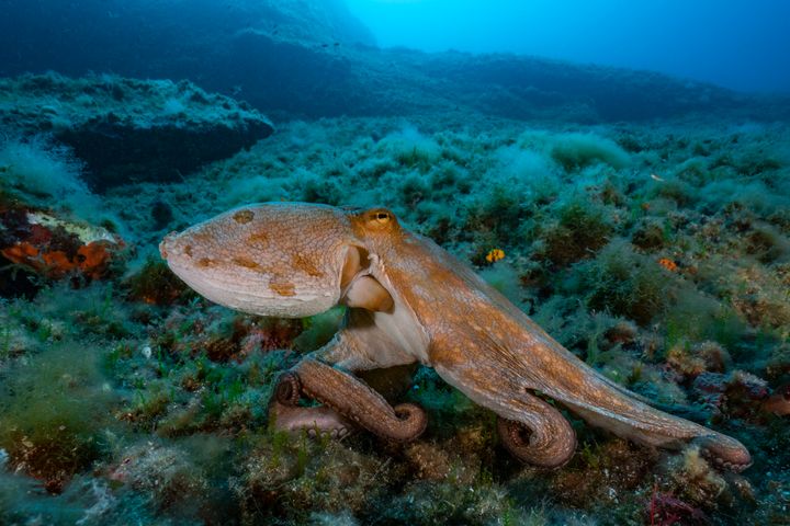 A common octopus (octopus vulgaris) — the kind featured in "My Octopus Teacher" — moving on the seabed in Marseille, France.