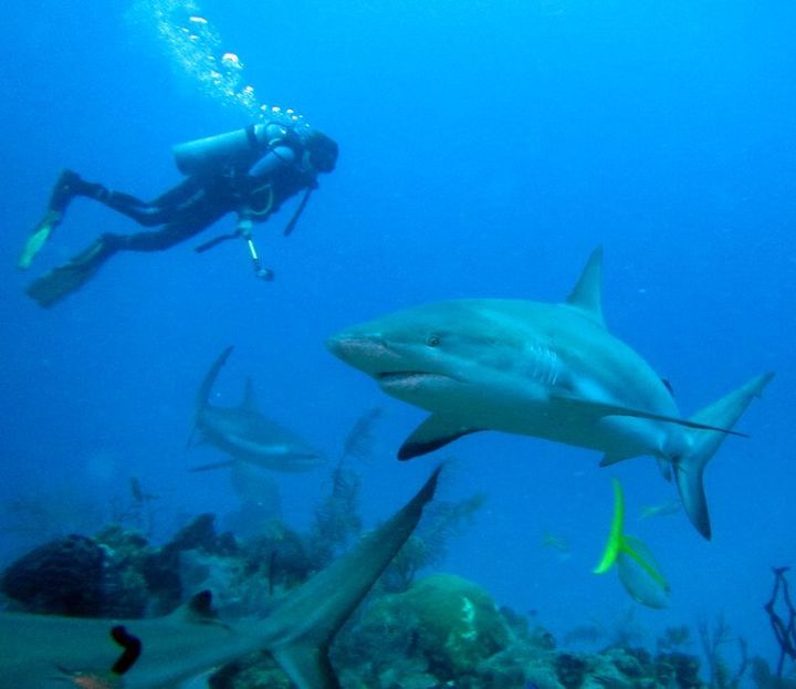 The author diving with sharks in Playa Del Carmen, Mexico in 2016.