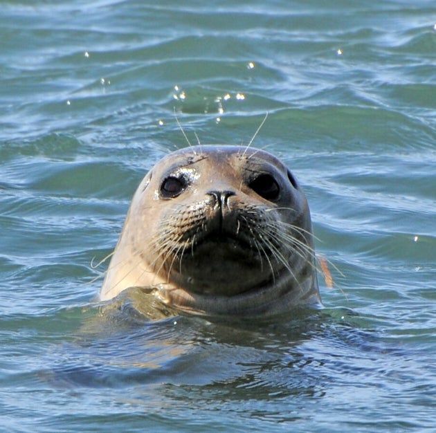 ゼニガタアザラシのイメージ写真