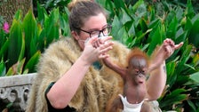 ‘Baby Boot Camp’ Exercises Critically Endangered Orangutan