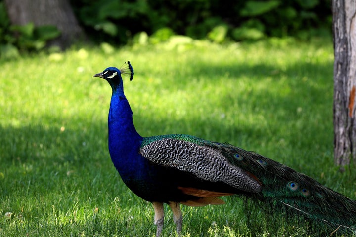 Peacocks normally get the run of the grounds at the Detroit Zoo. 