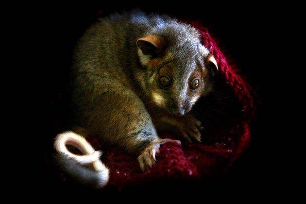 An orphaned baby ringtail possum nursed back to health at Taronga Zoo in Sydney, Australia, in 2006. 