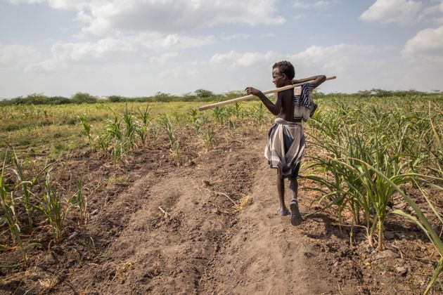 A young boy walks through failed crops and farmland in the Magenta area of Afar, Ethiopia, in January 2016.