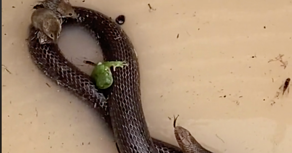 'Only In Australia': Frogs, Mice, Beetle Ride On Snake To Escape ...