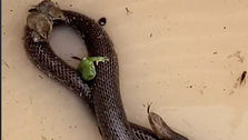 ‘Only In Australia’: Frogs, Mice, Beetle Ride On Snake To Escape Floodwaters