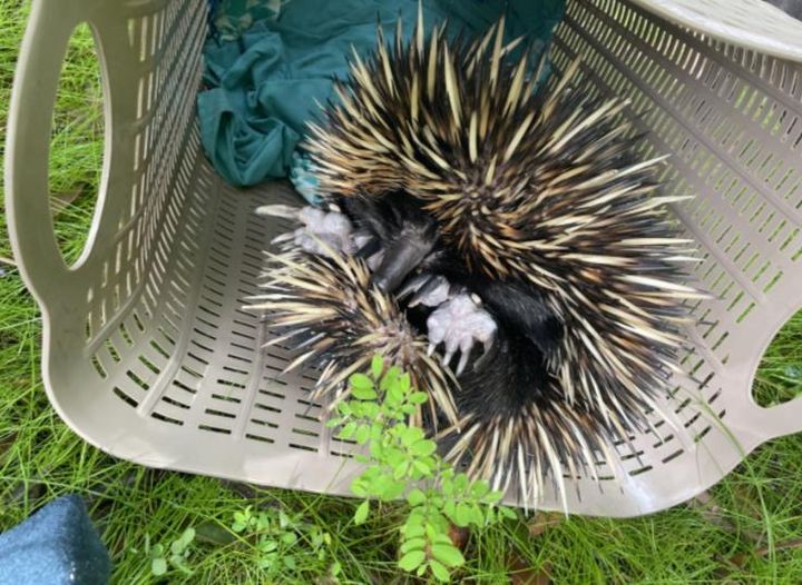 An evacuating family found an echidna up a power pole trying to escape floodwaters. They were able to save it.