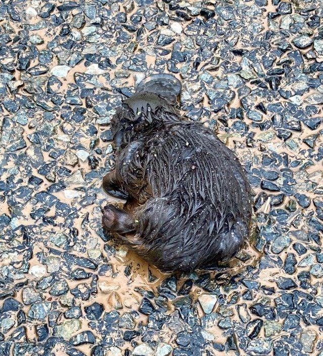 A Sunshine Coast woman said a difficult week was made a little brighter when she managed to revive a platypus washed up in floodwaters.