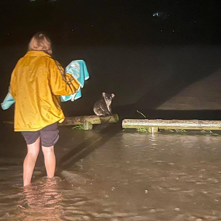 "So many possums and joeys have been separated from their mothers," said Nicole Blums from Brisbane's Rescue Collective.