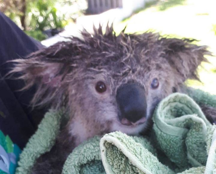 "This little fella was found at the bottom of a tree, saturated, face down, crying and alone," said Nicole Blums of Brisbane wildlife support group The Rescue Collective.