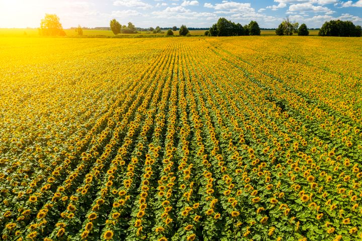 ウクライナ・ヘルソン州のひまわり畑の写真