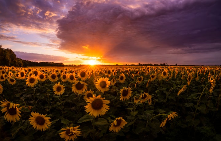 ウクライナ侵攻 今こそ観たい映画 ひまわり とは 1970年公開作が緊急上映へ 先日から続く情勢を受け ハフポスト アートとカルチャー ウクライナ侵攻 今こそ観たい映画 ひまわり とは 1970年公開作が緊急上映へ 先日から続く情勢を受け ハフポスト アートとカルチャー