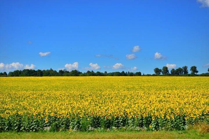 Campos de girasoles en Ucrania.