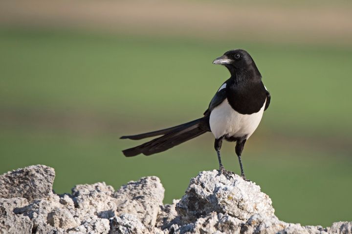 Magpies are notoriously territorial, but they're also highly intelligent and social birds.