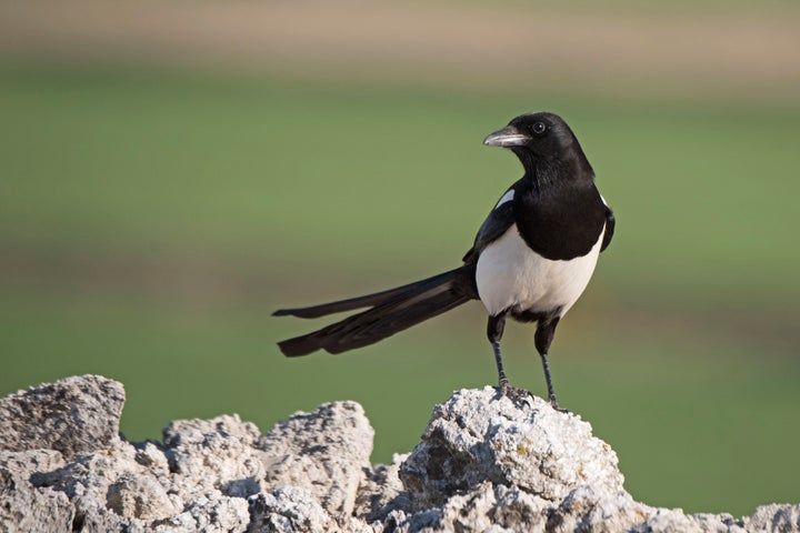 Magpie Work 'The Birds Outsmarted Us': Magpies Work Together To Give Scientists The ...