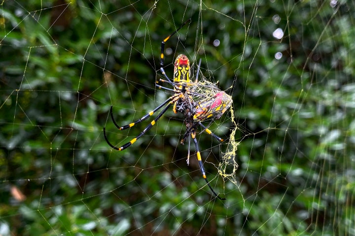 Maine is home to hundreds of spider species. Here's a guide.