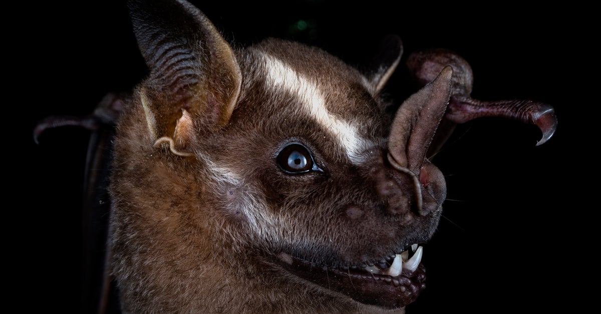Things Get Real Batty When Real Bat Appears During Screening Of 'The ...