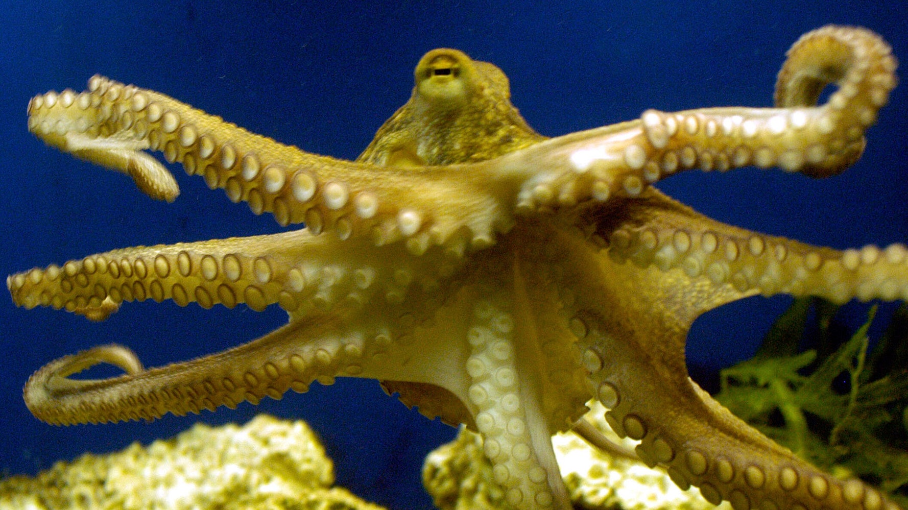 Octopus Ancestors Lived Before Era Of Dinosaurs: Study | HuffPost Impact