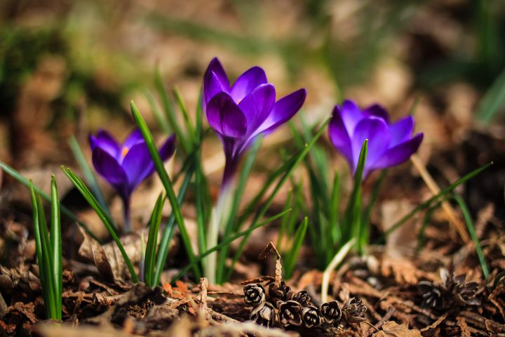 Purple crocus flowers in a spring garden