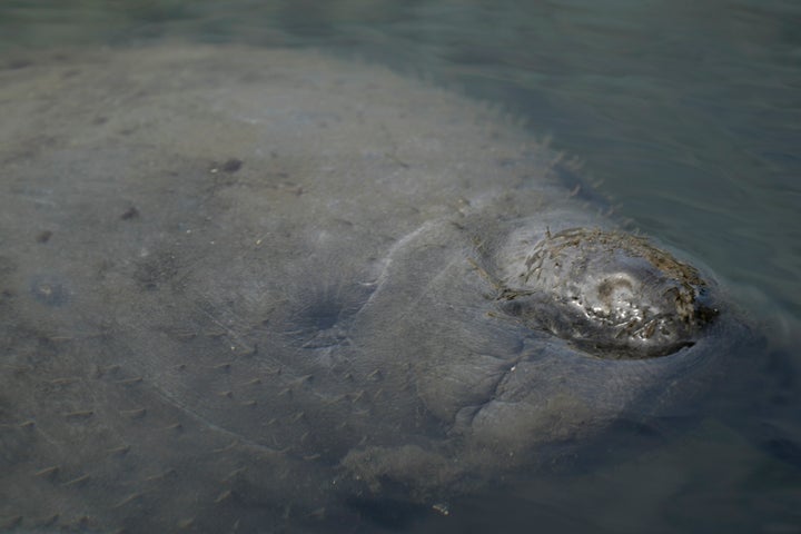 A manatee swims in a canal, Wednesday, Feb. 16, 2022, in Coral Gables, Florida.