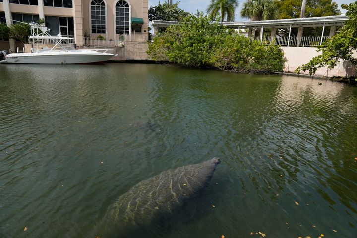 Manatees swim in a canal, Wednesday, Feb. 16, 2022, in Coral Gables, Florida.